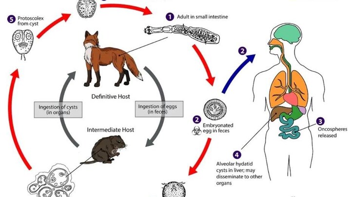 Un parasite potentiellement mortel pour les animaux, plus présent dans ...