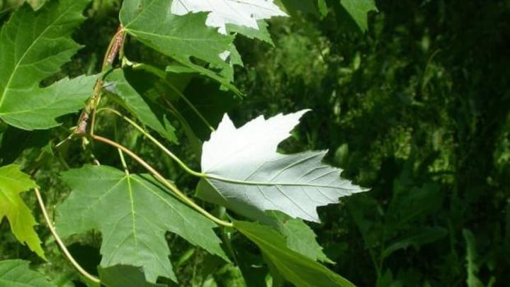 Des Feuilles d'Eable, sur une industry, sun bercées par le vent.