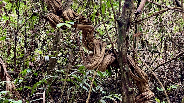 La prolifération des lianes en forêt