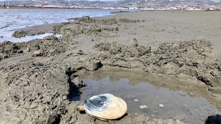 Un coquillage ou mye, sur la plage.