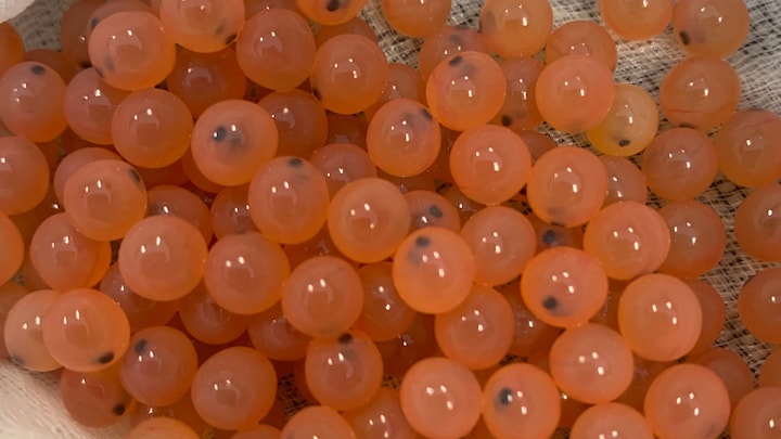 Les oeufs de saumon - Quels sont leurs atouts nutritionnels et comment