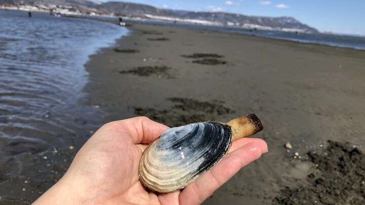 Une main qui tient une palourde sur une plage.