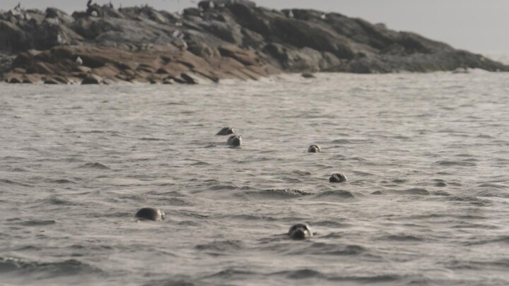 Une petite colonie de phoques gris dans l'eau du Saint-Laurent.