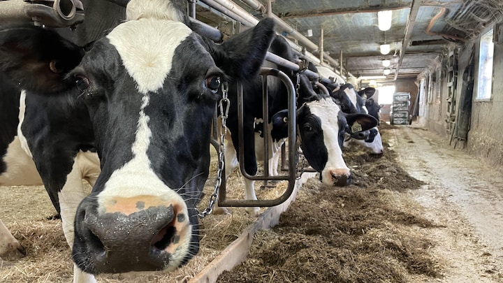 Des vaches attachées dans l'étable.