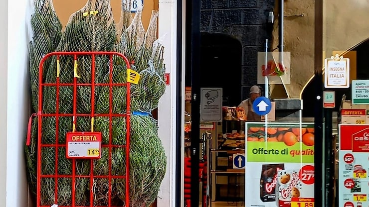 A grocery store in Padua, Italy, was recently selling two-metre (6½-foot) Nordmann fir trees for 15 euros ($22 Cdn). 