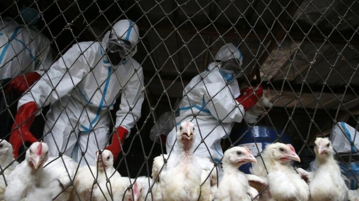 Bird flu keeps spreading beyond birds. Scientists worry it signals a ...