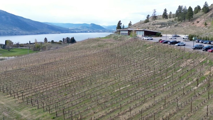 An aerial view of the Poplar Grove Winery. Winemakers will have a better idea about the health of this year's crop in late-May and June.