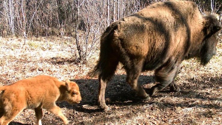 Investigadores estudian la reintroducción de bisontes en el Parque Nacional de Banff | Radio-Canada.ca