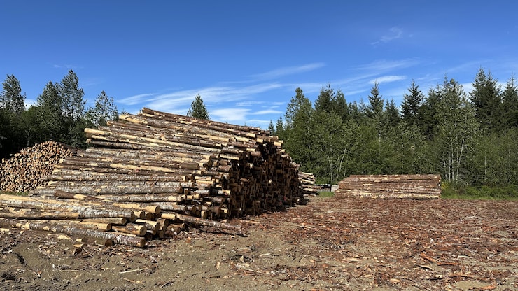 Terrasse-Vaudreuil Grants Trees Legal Rights as First Canadian Municipality to Adopt Tree Rights Declaration