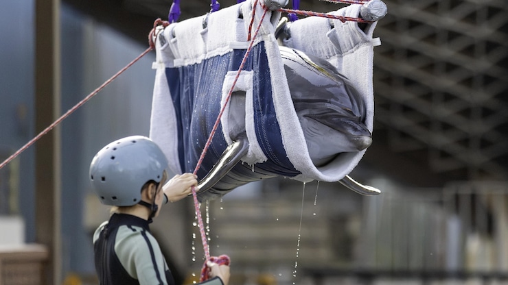 Le dauphin « Echo » est capturé pour être transporté par un groupe d’experts de Marineland et d’aquariums espagnols sur un camion à l’aide d’une élingue à Marineland à Niagara Falls, en Ontario, le mercredi 26 août 2026.