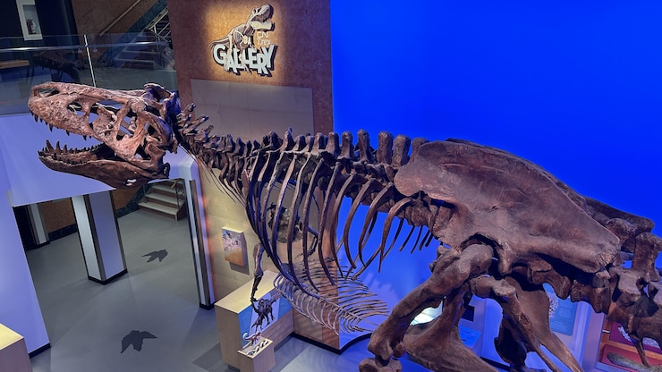 El esqueleto del tiranosaurio Scotty,  en el Museo Real de Saskatchewan.