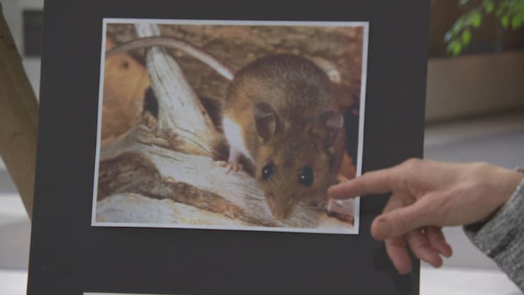 Three dead in suspected hantavirus outbreak on Antarctic cruise ship — image 4