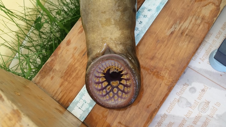 Una lamprea marina.