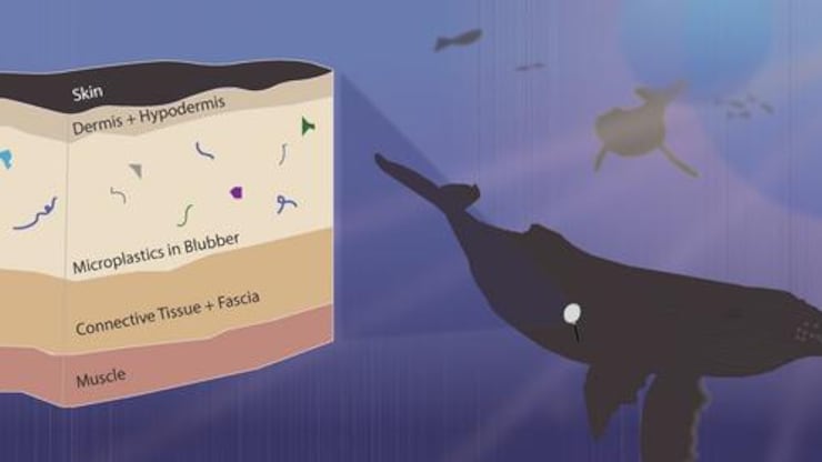 Study shows microplastics can migrate to whale and dolphin tissue ...