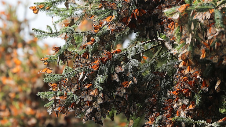 Un très grand nombre de papillons monarques orange et noir sur les branches d'un conifère.