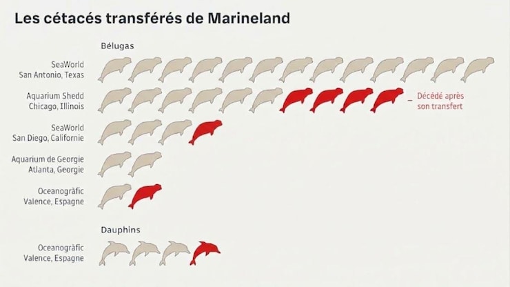 Un tableau des décès de bélugas et dauphins survenus depuis leur transfert de Marineland.