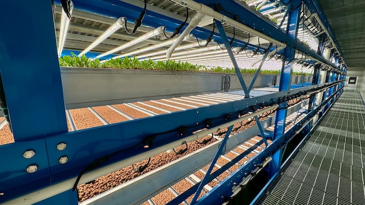Spinach is seen growing in a vertical farm at Fieldless Farms in Cornwall, Ont. The company is crowdfunding money for a new vertical farm location.