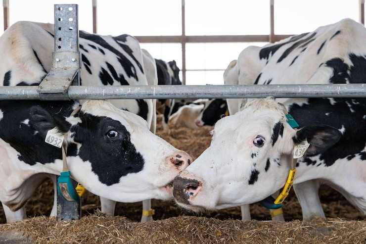 Pregnant dairy cows feed in the maternity barn.