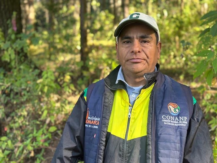ES: Guardabosque de CONANP en reserva de Mariposa Monarca; usa chaleco azul y gorra en bosque soleado. FR: Garde forestier au Mexique portant un gilet bleu et casquette, debout dans une forêt ensoleillée. EN: Park ranger in blue vest and cap standing in a sunny forest at the Monarch Butterfly Reserve.