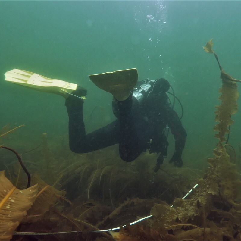 Les Algues De L’île D’Anticosti, Des Trésors Sous-marins | Radio-Canada.ca