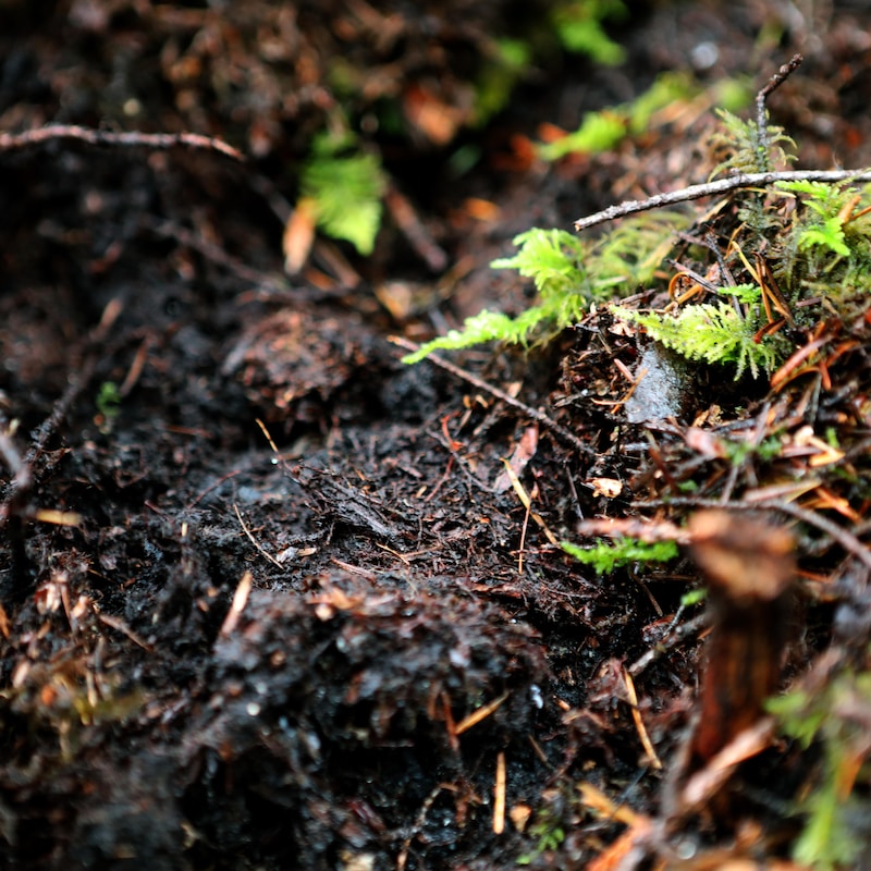 gros plan sur le sol d'une forêt
