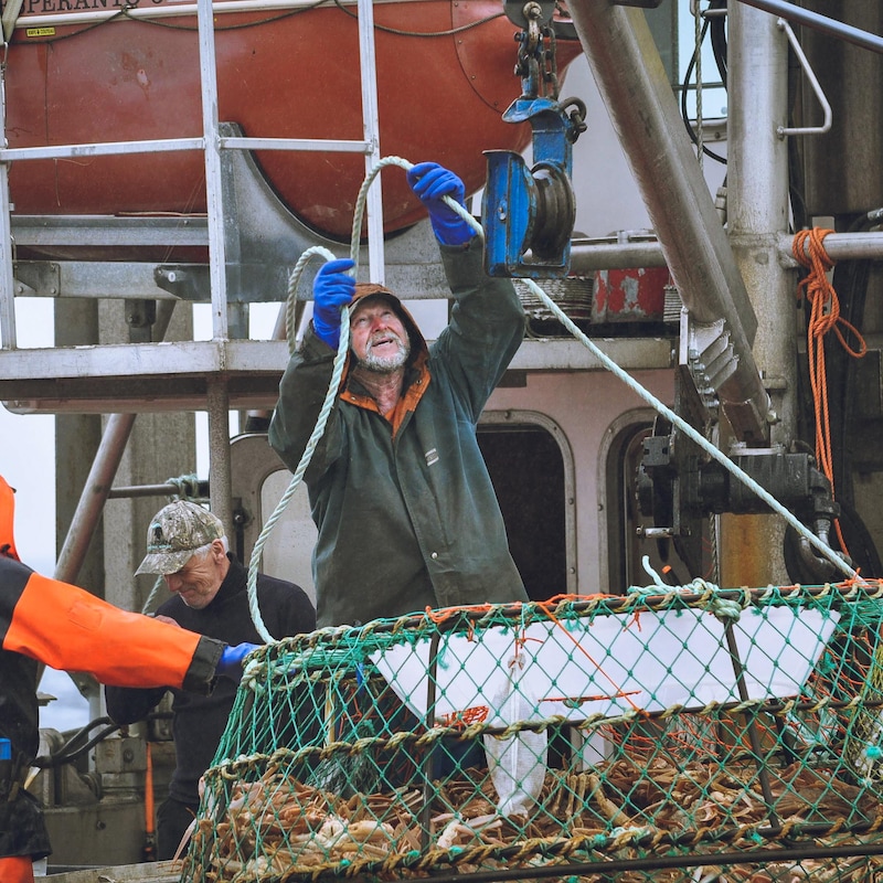 Un pêcheur remonte un casier plein de crabes des neiges sur un bateau.