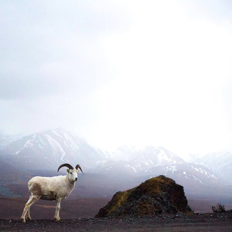 Une chèvre des montagnes au pied de montagnes en Alaska