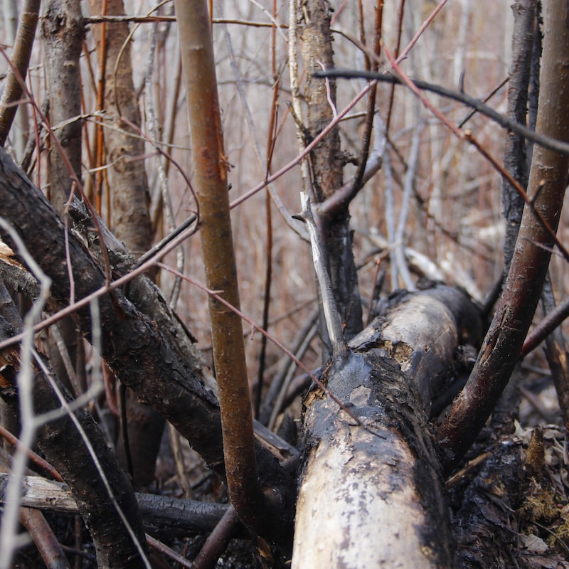 Des troncs d'arbrisseaux carbonisés.