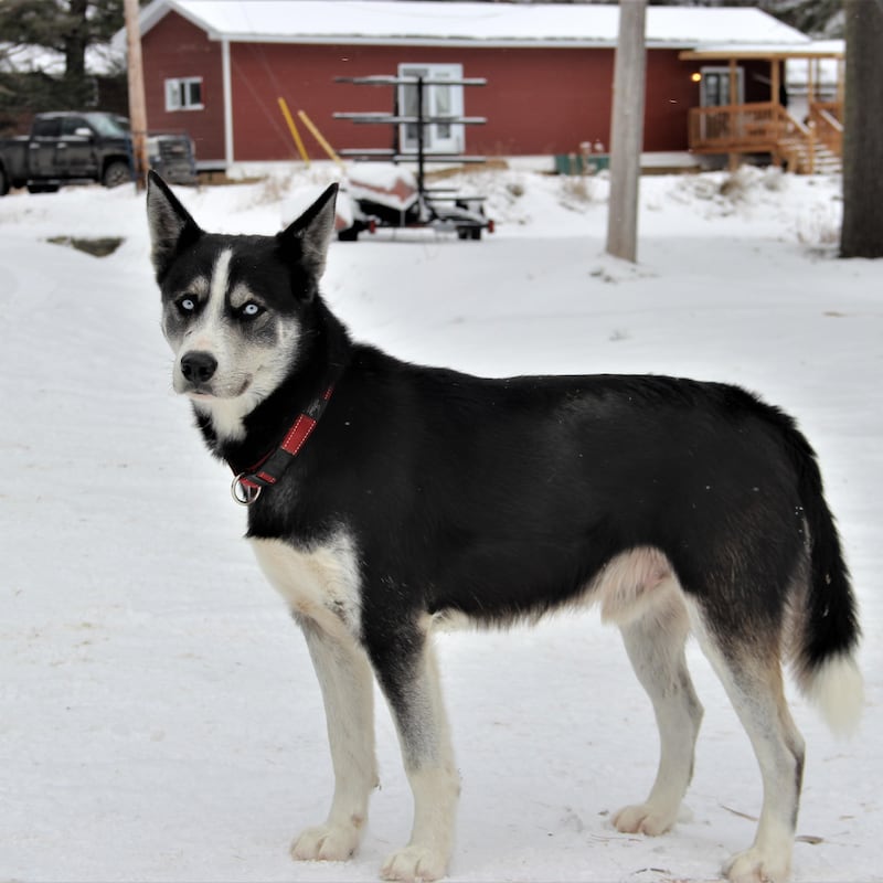 Un husky blanc et noir aux yeux bleus pose sur un chemin enneigé.