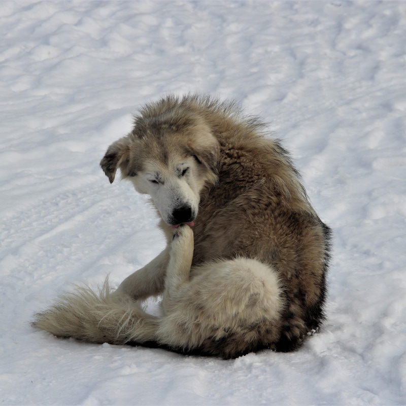 Un chien assis dans la neige lèche sa patte.
