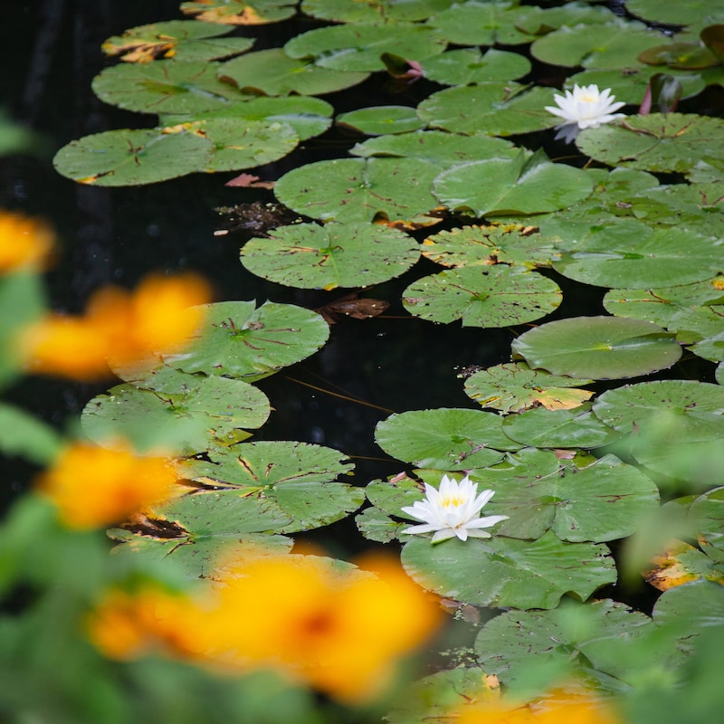 Des nénuphars flottent sur un étang. Des fleurs jaunes ont été plantées en bordure de l'eau.