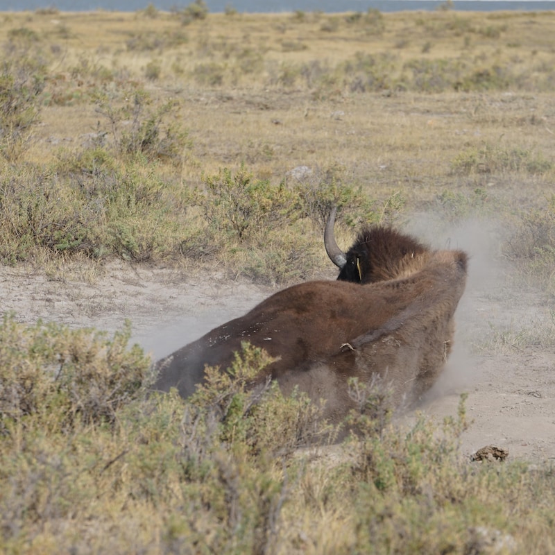 Un bison qui se roule au sol