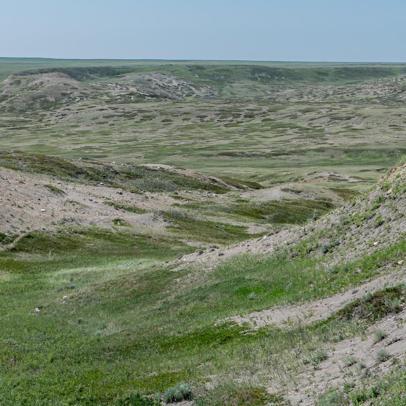 Une prairie