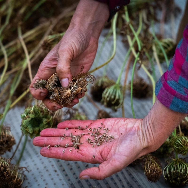 Les mains de Fiona Hamersley Chambers en train de montrer des semences, à la ferme Metchosin, dans le sud de l'île de Vancouver, en août 2024.