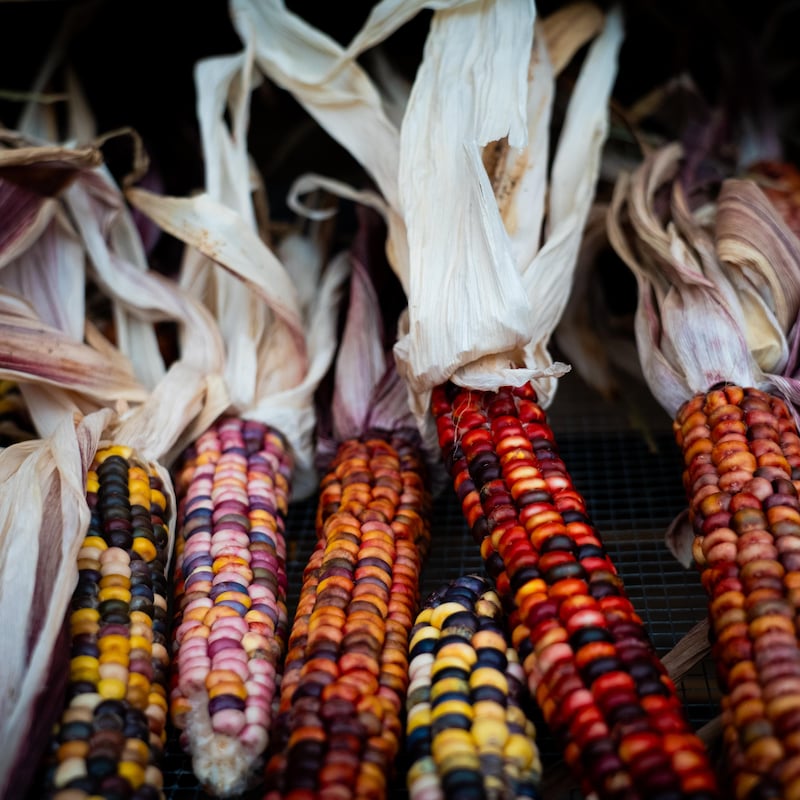 Des épis de maïs posés les uns à côté des autres avec des grains de couleurs très variées, à la ferme Metchosin, dans le sud de l'île de Vancouver, en août 2024.