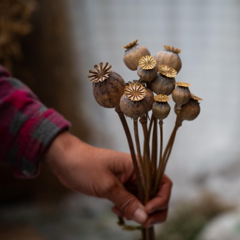 Une main tient des tiges de semences de pavots, à la ferme Metchosin, dans le sud de l'île de Vancouver, en août 2024.