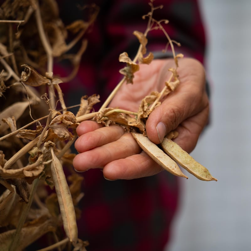 Une personne tient dans ses mains des semences de pois, à la ferme Metchosin, dans le sud de l'île de Vancouver, en août 2024.