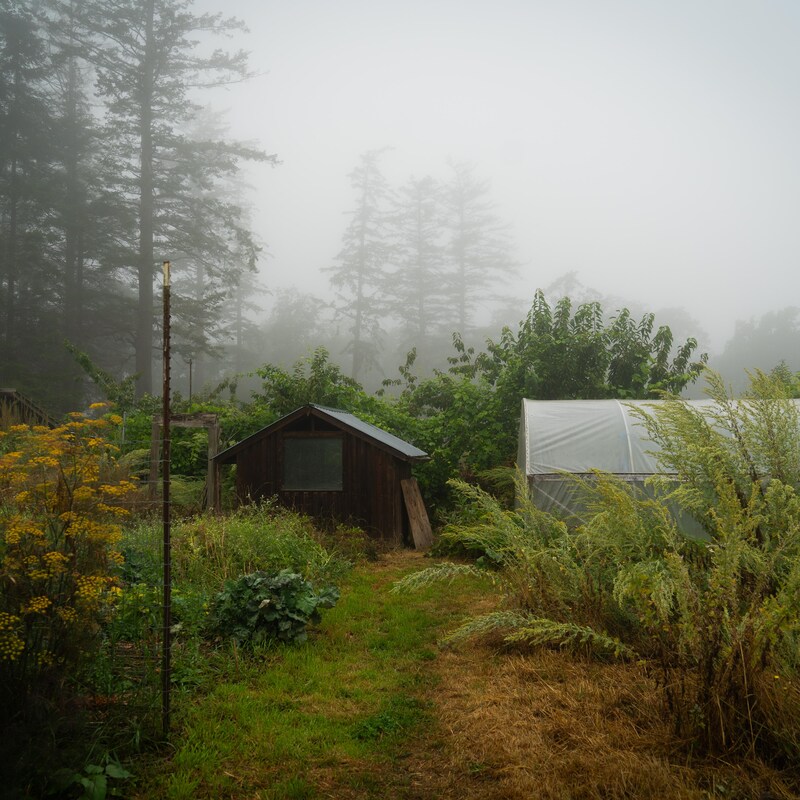 Une serre, un cabanon proche d'une forêt, dans la brume, à la ferme Metchosin, dans le sud de l'île de Vancouver, en août 2024.