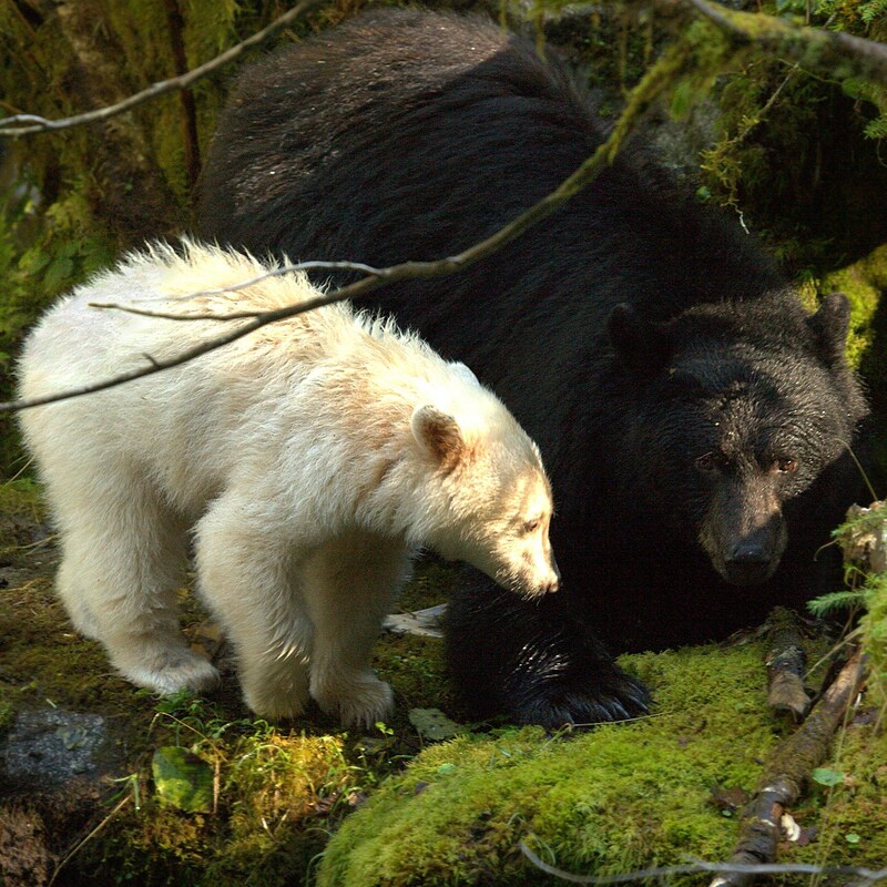 Une maman ours et son petit qui a le gène de l'ours esprit.