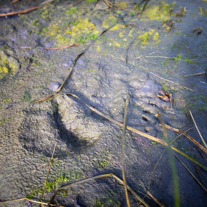 Une trace de patte d'ours dans la boue, en Colombie-Britannique, en octobre 2023.