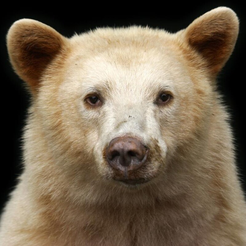 Portrait de face d'un ours esprit, avec un petit nez croche.