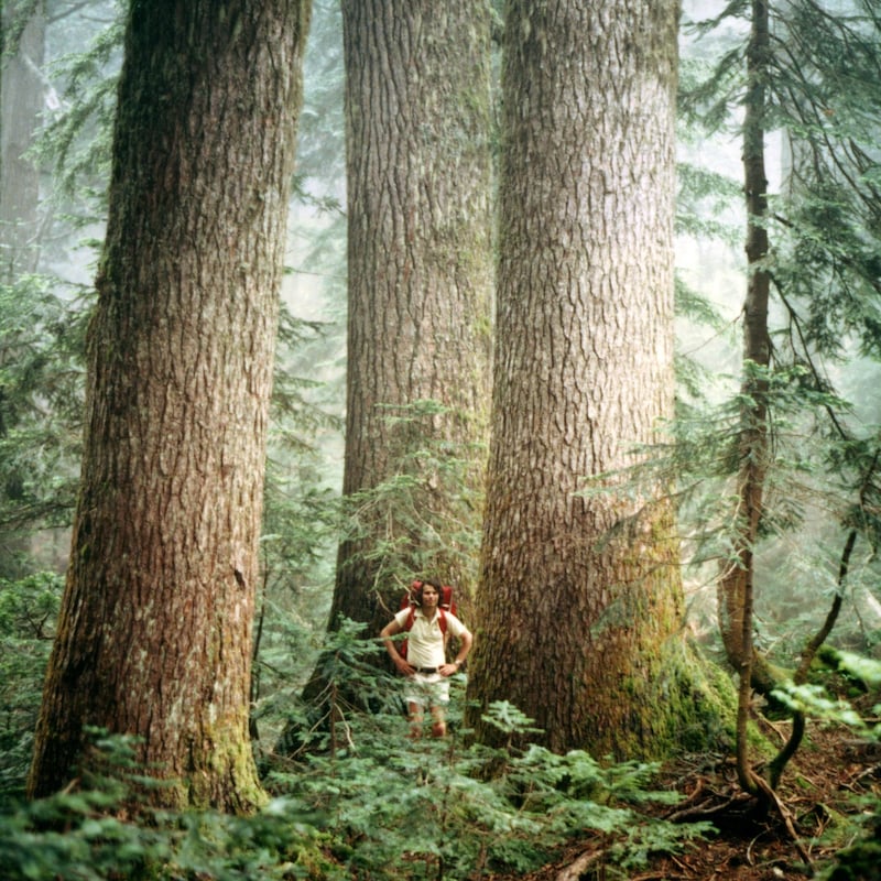 Randy Stoltmann au pieds d'arbres géants.