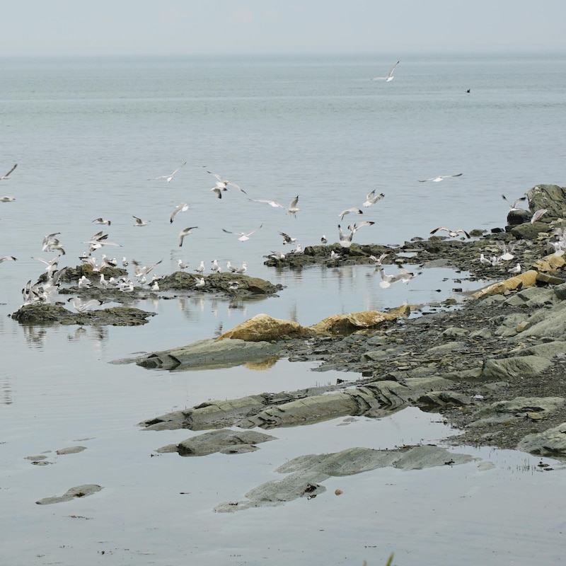 Des oiseaux rassemblés sur des rochers, près de la rive de l'île aux Basques.