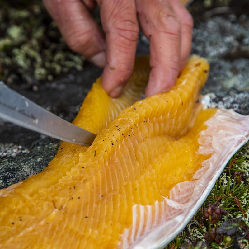 Gros plan sur un poisson à chaire jaunâtre se faisant découpé sur une roche pleine de lichen et de végétaux nordiques.