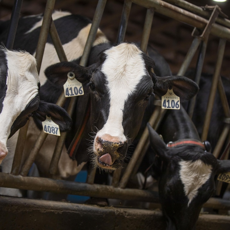 Des vaches dans l'étable de la ferme Dickland, à Chilliwack, en Colombie-Britannique, le jeudi 8 juin 2023.