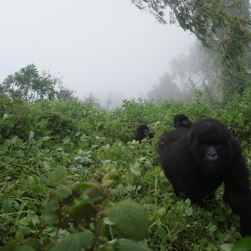 Des gorilles au Rwanda.