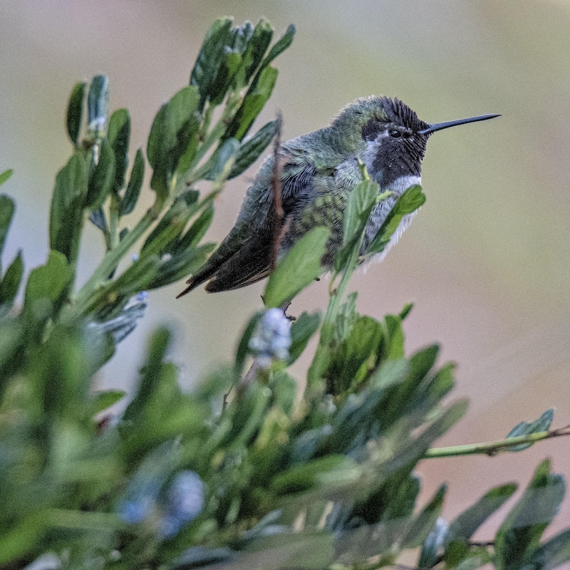 Un colibri d'Anna sur une branche, à Cattle Point, une pointe rocheuse située à Oak Bay, tout juste à l'est de la ville de Victoria, en Colombie-Britannique, en décembre 2023.