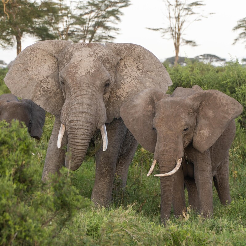 Des éléphants dans la savane du Kenya.