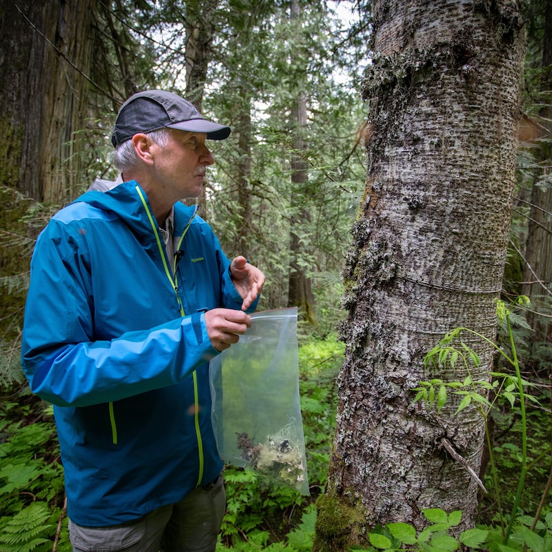 Darwyn Coxson regarde le lichen sur un arbre avec un sac refermable, réutilisable dans la main avec du lichen dedans, dans le parc Chun T'oh Whudujut, en Colombie-Britannique, en juin 2022.