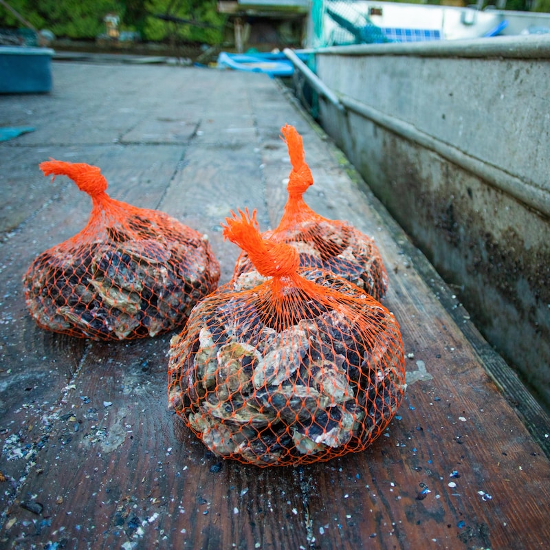 Trois poches de filets contenant des huîtres posées sur le sol, dans la baie de Okeover, en Colombie-Britannique, en novembre 2022.